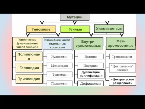 Дупликация, амплификация Гаплоидия Дефишенси «Центрическое разделение» Триплоидия Полиплоидия Увеличение (уменьшение) числа