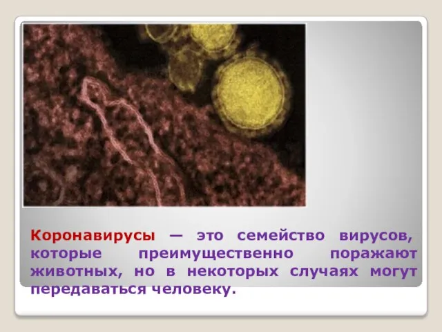 Коронавирусы — это семейство вирусов, которые преимущественно поражают животных, но в некоторых случаях могут передаваться человеку.