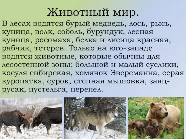 Животный мир. В лесах водятся бурый медведь, лось, рысь, куница, волк,