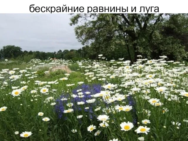 бескрайние равнины и луга