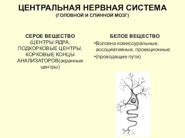 ЦЕНТРАЛЬНАЯ НЕРВНАЯ СИСТЕМА (ГОЛОВНОЙ И СПИННОЙ МОЗГ) СЕРОЕ ВЕЩЕСТВО (ЦЕНТРЫ:ЯДРА, ПОДКОРКОВЫЕ