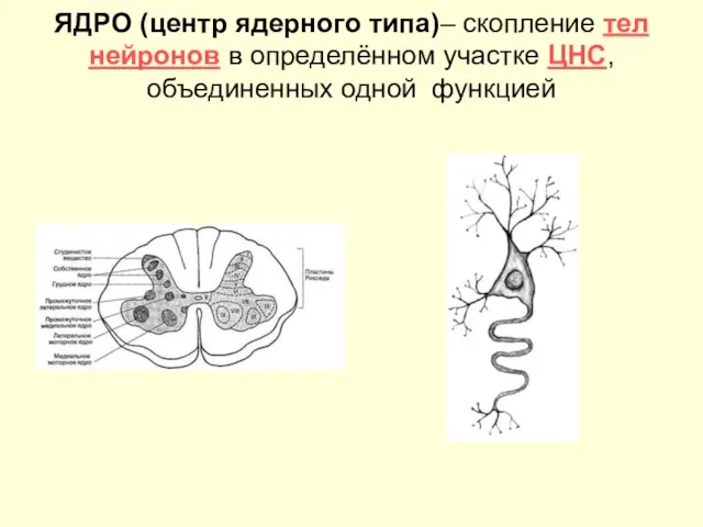 ЯДРО (центр ядерного типа)– скопление тел нейронов в определённом участке ЦНС, объединенных одной функцией