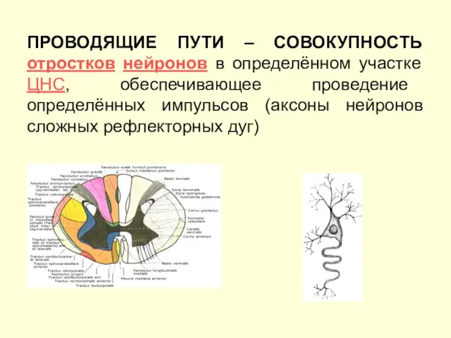 ПРОВОДЯЩИЕ ПУТИ – СОВОКУПНОСТЬ отростков нейронов в определённом участке ЦНС, обеспечивающее