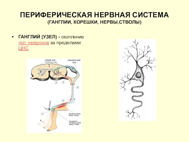 ПЕРИФЕРИЧЕСКАЯ НЕРВНАЯ СИСТЕМА (ГАНГЛИИ, КОРЕШКИ, НЕРВЫ,СТВОЛЫ) ГАНГЛИЙ (УЗЕЛ) - скопление тел нейронов за пределами ЦНС