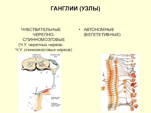 ГАНГЛИИ (УЗЛЫ) ЧУВСТВИТЕЛЬНЫЕ ЧЕРЕПНО-СПИННОМОЗГОВЫЕ (Ч.У. черепных нервов; Ч.У. спинномозговых нервов) АВТОНОМНЫЕ (ВЕГЕТЕТИВНЫЕ)