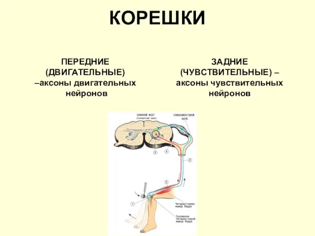 КОРЕШКИ ПЕРЕДНИЕ (ДВИГАТЕЛЬНЫЕ) –аксоны двигательных нейронов ЗАДНИЕ (ЧУВСТВИТЕЛЬНЫЕ) – аксоны чувствительных нейронов