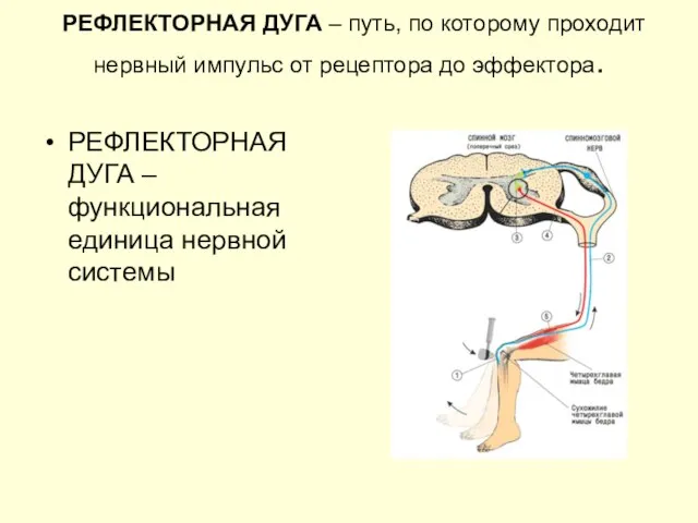 РЕФЛЕКТОРНАЯ ДУГА – путь, по которому проходит нервный импульс от рецептора