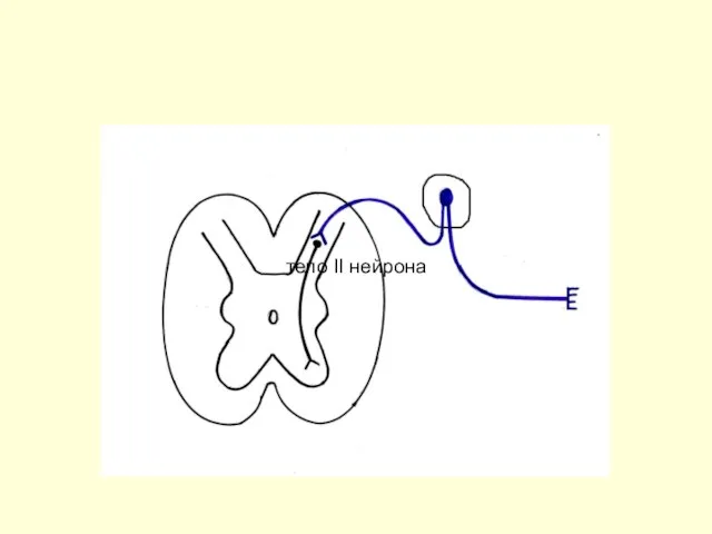 тело II нейрона