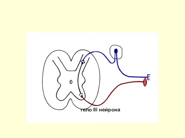 тело III нейрона