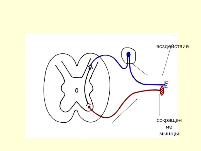 воздействие сокращение мышцы