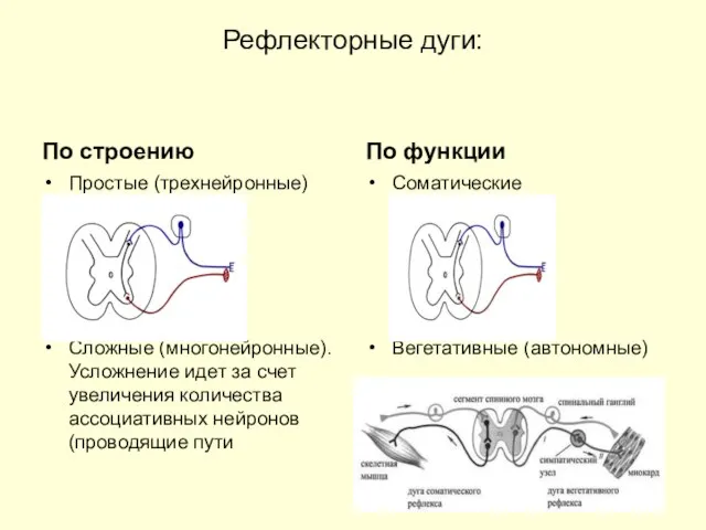 Рефлекторные дуги: По строению Простые (трехнейронные) Сложные (многонейронные). Усложнение идет за