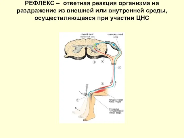 РЕФЛЕКС – ответная реакция организма на раздражение из внешней или внутренней среды, осуществляющаяся при участии ЦНС