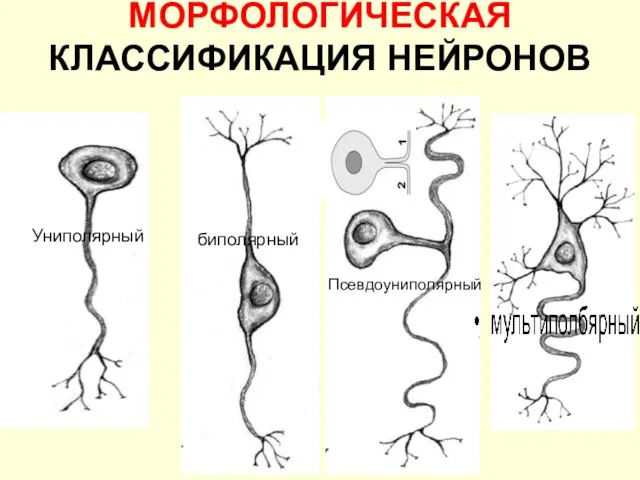 МОРФОЛОГИЧЕСКАЯ КЛАССИФИКАЦИЯ НЕЙРОНОВ Униполярный биполярный Псевдоуниполярный