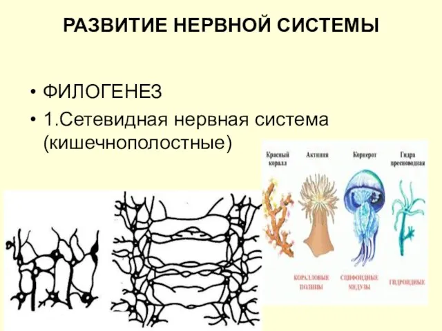 РАЗВИТИЕ НЕРВНОЙ СИСТЕМЫ ФИЛОГЕНЕЗ 1.Сетевидная нервная система (кишечнополостные)