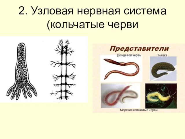 2. Узловая нервная система (кольчатые черви