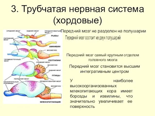 3. Трубчатая нервная система (хордовые) Передний мозг самый крупным отделом головного