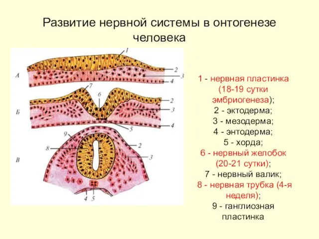 Развитие нервной системы в онтогенезе человека 1 - нервная пластинка (18-19