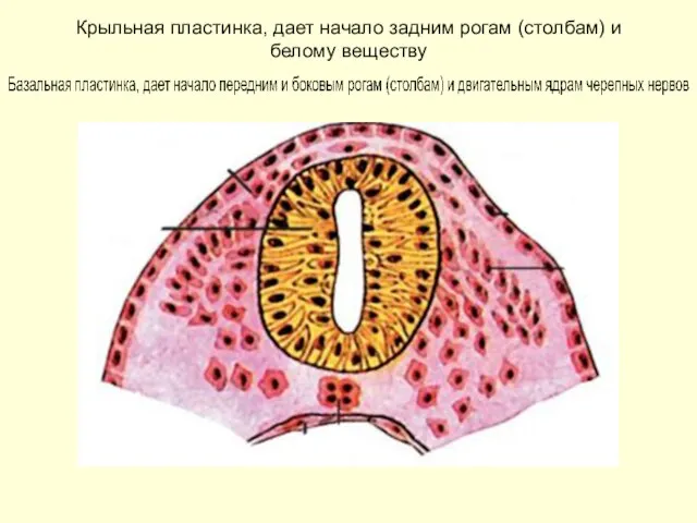 Крыльная пластинка, дает начало задним рогам (столбам) и белому веществу