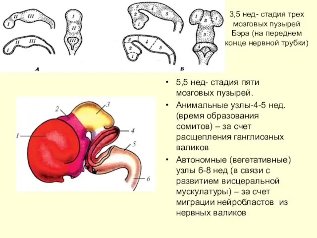 3,5 нед- стадия трех мозговых пузырей Бэра (на переднем конце нервной