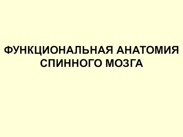 ФУНКЦИОНАЛЬНАЯ АНАТОМИЯ СПИННОГО МОЗГА