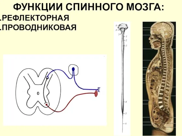 ФУНКЦИИ СПИННОГО МОЗГА: РЕФЛЕКТОРНАЯ ПРОВОДНИКОВАЯ