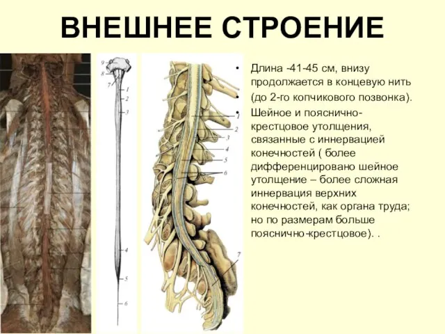 ВНЕШНЕЕ СТРОЕНИЕ Длина -41-45 см, внизу продолжается в концевую нить (до