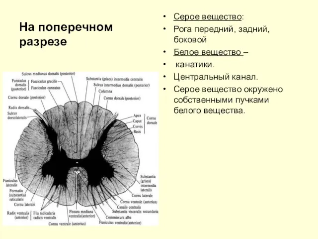 На поперечном разрезе Серое вещество: Рога передний, задний, боковой Белое вещество