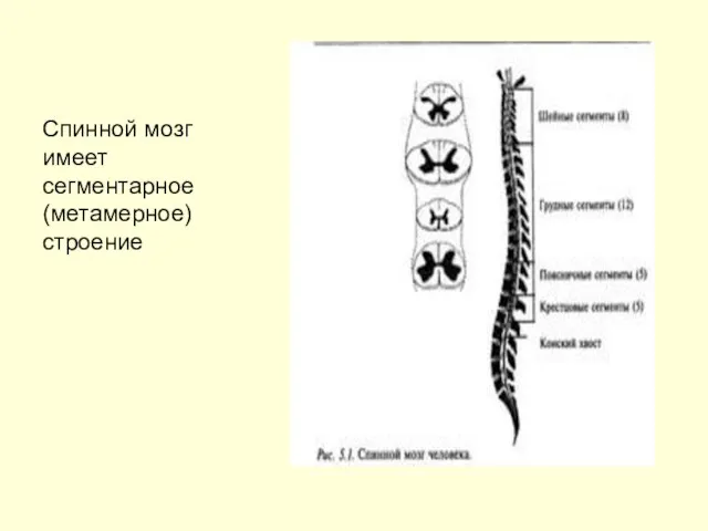 Спинной мозг имеет сегментарное (метамерное) строение