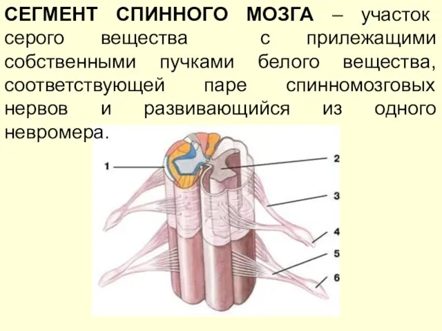 СЕГМЕНТ СПИННОГО МОЗГА – участок серого вещества с прилежащими собственными пучками