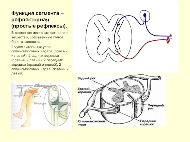 Функция сегмента – рефлекторная (простые рефлексы). В состав сегмента входят: серое