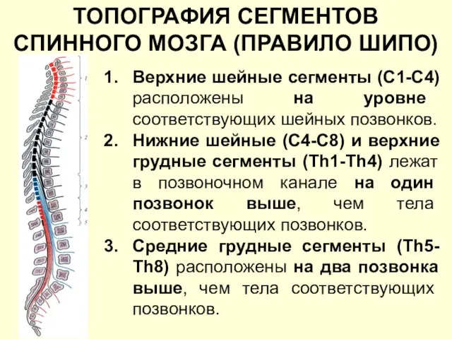 ТОПОГРАФИЯ СЕГМЕНТОВ СПИННОГО МОЗГА (ПРАВИЛО ШИПО) Верхние шейные сегменты (С1-C4) расположены