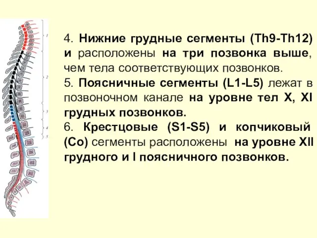 4. Нижние грудные сегменты (Th9-Th12) и расположены на три позвонка выше,