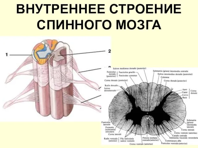 ВНУТРЕННЕЕ СТРОЕНИЕ СПИННОГО МОЗГА