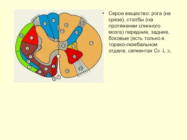 Серое вещество: рога (на срезе), столбы (на протяжении спинного мозга) передние,