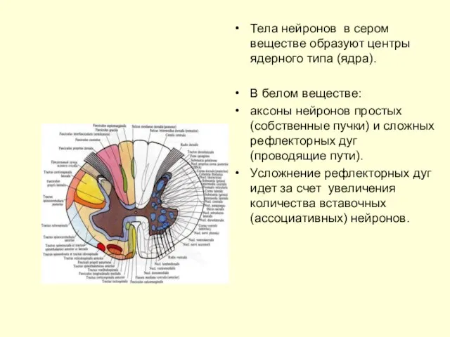 Тела нейронов в сером веществе образуют центры ядерного типа (ядра). В