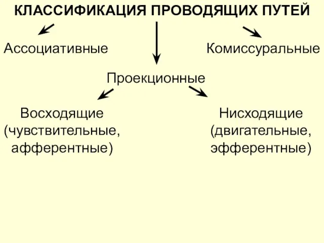 КЛАССИФИКАЦИЯ ПРОВОДЯЩИХ ПУТЕЙ Ассоциативные Комиссуральные Проекционные Восходящие (чувствительные, афферентные) Нисходящие (двигательные, эфферентные)