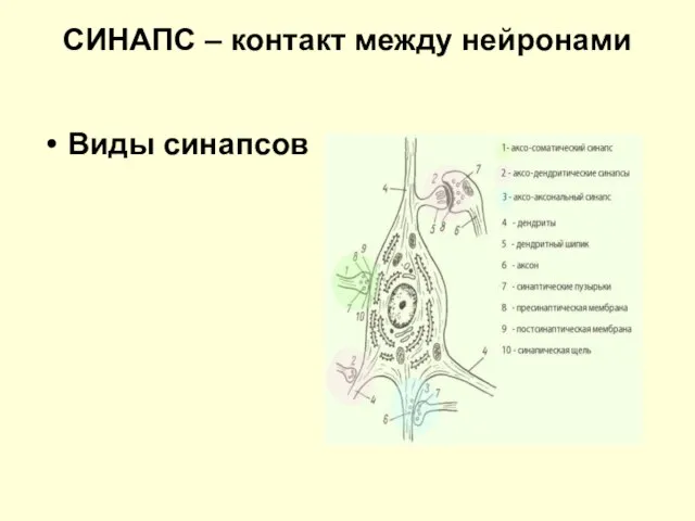 СИНАПС – контакт между нейронами Виды синапсов