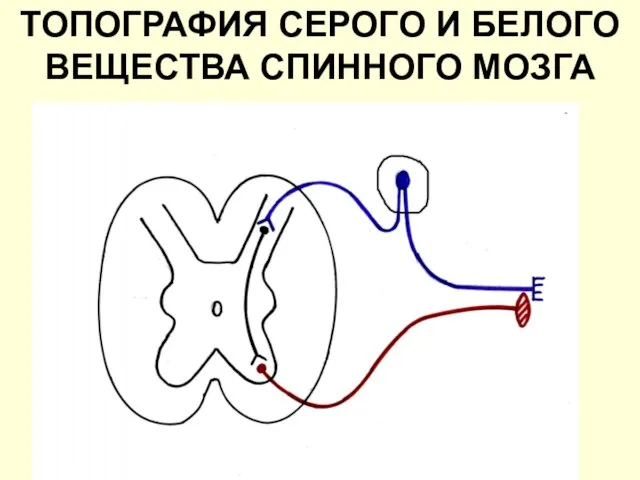 ТОПОГРАФИЯ СЕРОГО И БЕЛОГО ВЕЩЕСТВА СПИННОГО МОЗГА