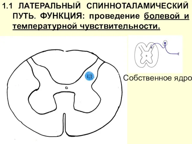 1.1 ЛАТЕРАЛЬНЫЙ СПИННОТАЛАМИЧЕСКИЙ ПУТЬ. ФУНКЦИЯ: проведение болевой и температурной чувствительности. Собственное ядро