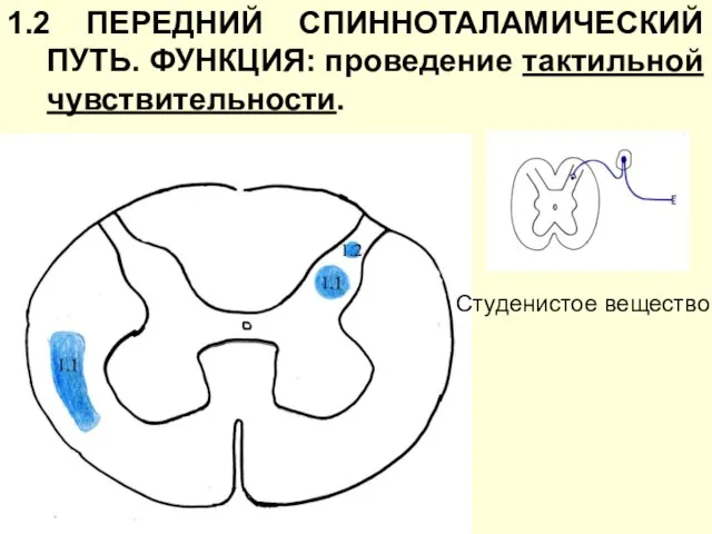 1.2 ПЕРЕДНИЙ СПИННОТАЛАМИЧЕСКИЙ ПУТЬ. ФУНКЦИЯ: проведение тактильной чувствительности. Студенистое вещество