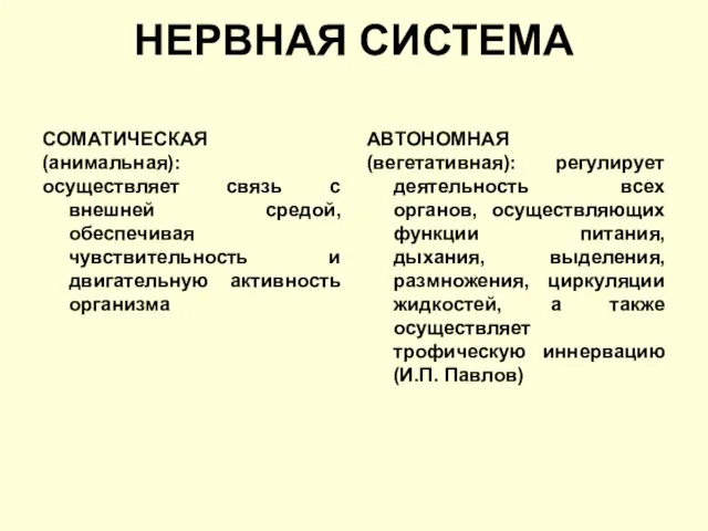 НЕРВНАЯ СИСТЕМА СОМАТИЧЕСКАЯ (анимальная): осуществляет связь с внешней средой, обеспечивая чувствительность