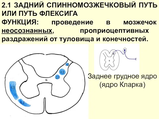 2.1 ЗАДНИЙ СПИННОМОЗЖЕЧКОВЫЙ ПУТЬ ИЛИ ПУТЬ ФЛЕКСИГА ФУНКЦИЯ: проведение в мозжечок