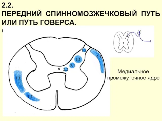 2.2. ПЕРЕДНИЙ СПИННОМОЗЖЕЧКОВЫЙ ПУТЬ ИЛИ ПУТЬ ГОВЕРСА. ФУНКЦИЯ: см. путь Флексига. Медиальное промежуточное ядро