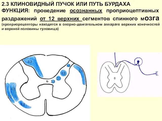 2.3 КЛИНОВИДНЫЙ ПУЧОК ИЛИ ПУТЬ БУРДАХА ФУНКЦИЯ: проведение осознанных проприоцептивных раздражений