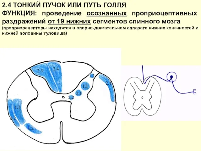 2.4 ТОНКИЙ ПУЧОК ИЛИ ПУТЬ ГОЛЛЯ ФУНКЦИЯ: проведение осознанных проприоцептивных раздражений