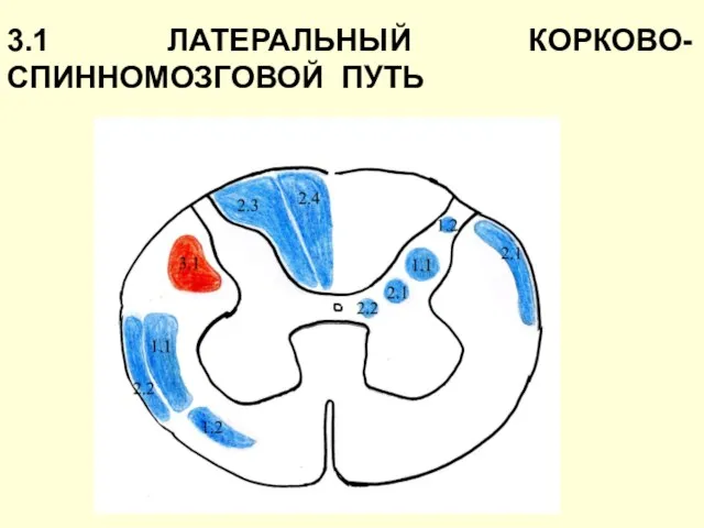 3.1 ЛАТЕРАЛЬНЫЙ КОРКОВО-СПИННОМОЗГОВОЙ ПУТЬ