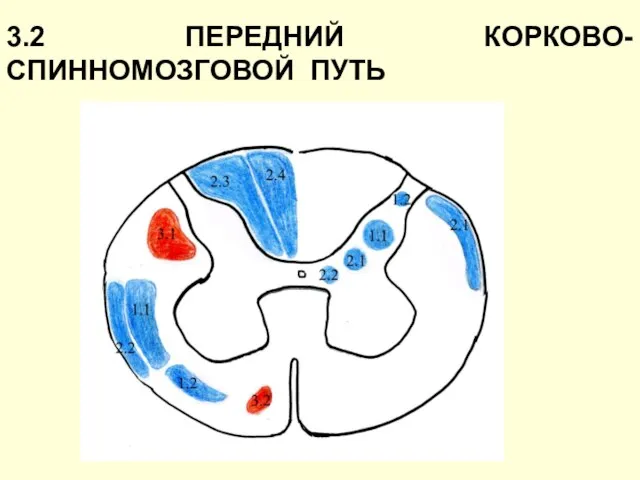 3.2 ПЕРЕДНИЙ КОРКОВО-СПИННОМОЗГОВОЙ ПУТЬ