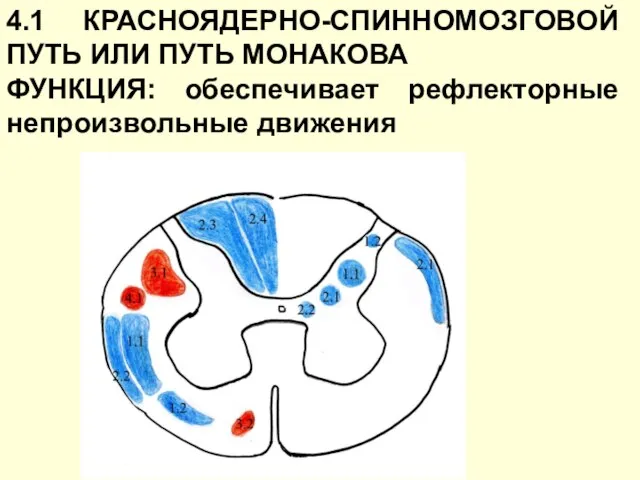 4.1 КРАСНОЯДЕРНО-СПИННОМОЗГОВОЙ ПУТЬ ИЛИ ПУТЬ МОНАКОВА ФУНКЦИЯ: обеспечивает рефлекторные непроизвольные движения