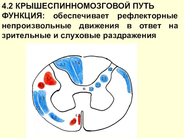 4.2 КРЫШЕСПИННОМОЗГОВОЙ ПУТЬ ФУНКЦИЯ: обеспечивает рефлекторные непроизвольные движения в ответ на зрительные и слуховые раздражения