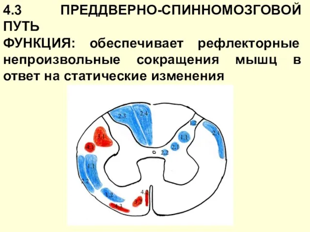 4.3 ПРЕДДВЕРНО-СПИННОМОЗГОВОЙ ПУТЬ ФУНКЦИЯ: обеспечивает рефлекторные непроизвольные сокращения мышц в ответ на статические изменения